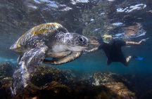 Snorkeling with Turtles at Cook Island Aquatic Reserve