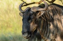 4 Days Masai Mara Nakuru Shared Budget Cruiser Safari