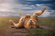 4 Days Masai Mara Nakuru Shared Budget Cruiser Safari