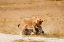 4 Days Masai Mara Nakuru Shared Budget Cruiser Safari