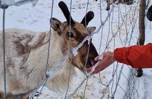 Full Day Stuðlagil Canyon and Reindeer Park Guided Tour