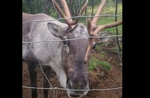 Full Day Stuðlagil Canyon and Reindeer Park Guided Tour