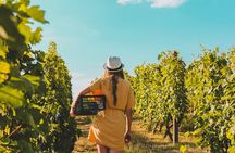 Wine Tasting & Vineyards Escape near Tirana