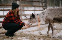 Reindeer Herding and a Snowmobile Slegh Ride 