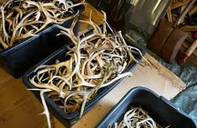Reindeer Husbandry with Snowmobile Sleigh Ride and Cabin Lunch