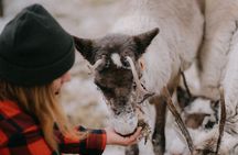 Reindeer Herding and a Snowmobile Slegh Ride 
