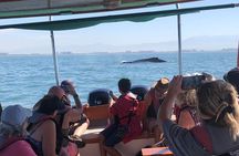 Premium Whale Watching Experience – 4 Hours in Vallarta