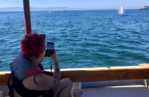 Premium Whale Watching Experience – 4 Hours in Vallarta