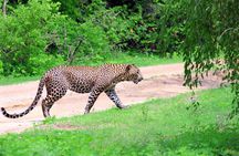 Pick up Mirissa, Tangalle, Yala safari tour and drop to Ella