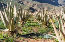 Picos de Gran Canaria by Minibus: Firgas, Teror, Aloe Vera and More