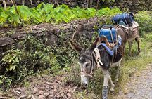 Santo Antão Day Trip by Car – Explore Island Highlights