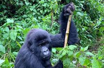 1 Day Rwanda Ultimate Gorilla Trekking Safari