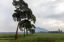 1 Day Rwanda Ultimate Gorilla Trekking Safari
