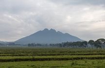 1 Day Rwanda Ultimate Gorilla Trekking Safari