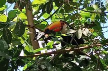 PRIVATE tour in Iguassu Falls side Argentine 