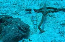 Guided Snorkeling at the Anchor and Cannon Reef in Negril