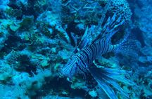 Guided Snorkeling at the Anchor and Cannon Reef in Negril