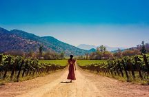 Half day Santa Rita and Undurraga Winery Tasting Tour in Santiago