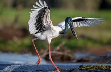 Kakadu National Park, Yellow Water River Cruise, Small Group 3C