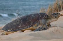 Ningaloo Turtle Watching and Stargazing Tour