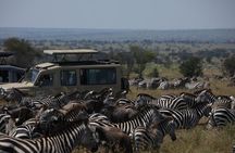 8 Days Explore Serengeti Great Wildebeest Migration Tour