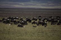 8 Days Explore Serengeti Great Wildebeest Migration Tour