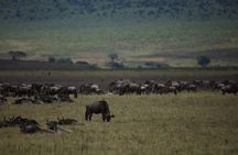 8 Days Explore Serengeti Great Wildebeest Migration Tour