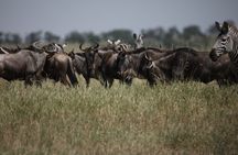 8 Day Mid Range Serengeti Wildebeests Migration Tour