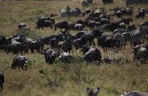 8 Day Mid Range Serengeti Wildebeests Migration Tour