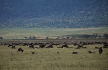 8 Day Mid Range Serengeti Wildebeests Migration Tour
