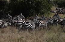 Private 6 Day Great Wildebeest Migration Ndutu Calving Season