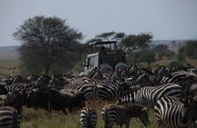 Private 6 Day Great Wildebeest Migration Ndutu Calving Season