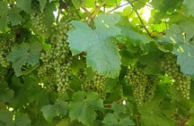 Half day Txakoli Wine and Getaria Tour