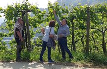 Half day Txakoli Wine and Getaria Tour