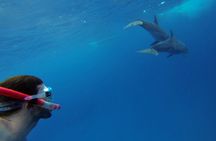 Swim with Dolphins & Snorkeling Day Trip & Lunch - Marsa Alam