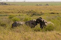 1 Day Trip Tarangire National Park