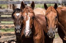 Three Days Tour In A Traditional Ranch Estancia La Pilona 
