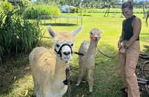 Alpaca Farm Experience on the Road to Hana