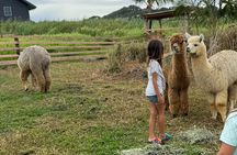 Alpaca Farm Experience on the Road to Hana
