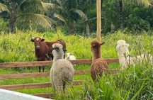 Alpaca Farm Experience on the Road to Hana