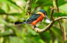 Bijagua Upala Rainforest, Trails, Sloths, Birds and others