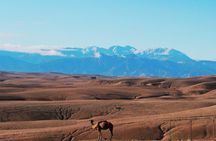 Quad, camel and dinner with show in the desert of Agafay