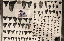 Charleston/Folly Beach Shark Tooth and fossil Island Drop off