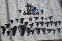 Charleston/Folly Beach Shark Tooth and fossil Island Drop off