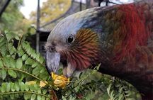 Guided Dunedin City & Otago Peninsula Small Group Tour