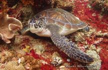 Scuba Diving at Gili Mimpang and Gili Tepekong