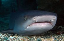 Scuba Diving at Gili Mimpang and Gili Tepekong