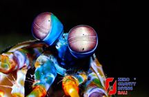 Scuba Diving at Gili Mimpang and Gili Tepekong