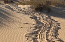 Ningaloo Turtle Watching and Stargazing Tour