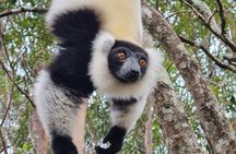 3 Days Visit of Andasibe National Park in Madagascar